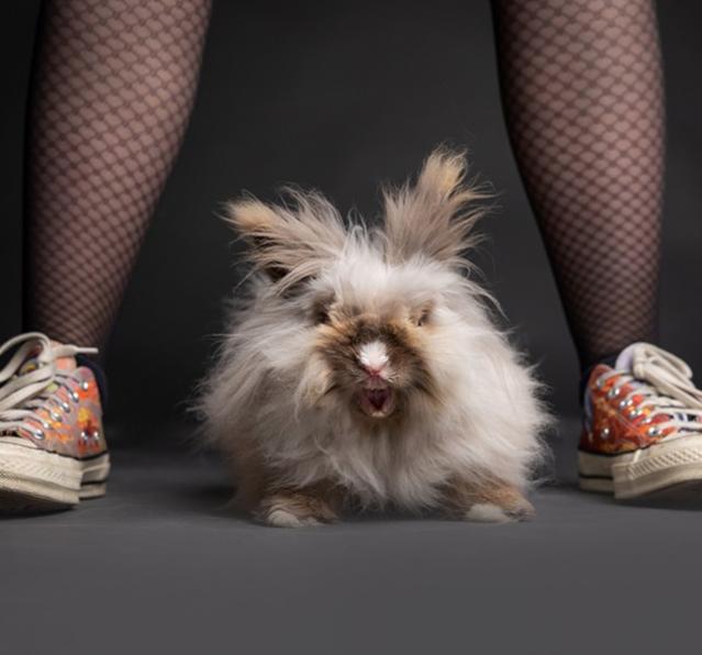 photographe animalier