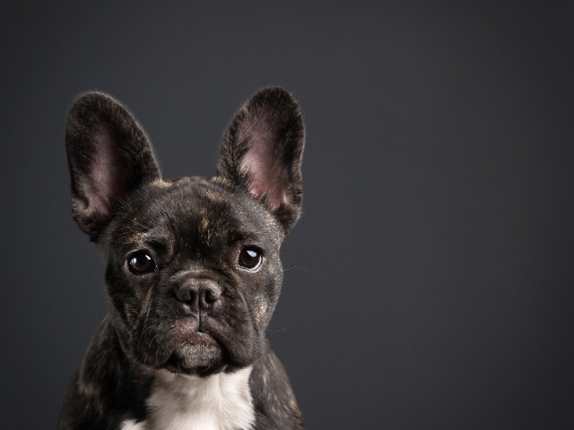 Animaux
