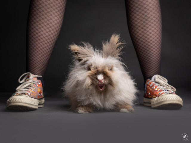 Animaux