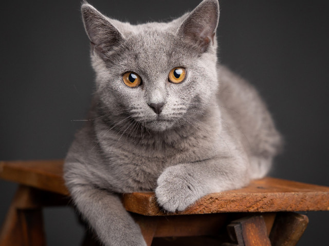 Animaux
