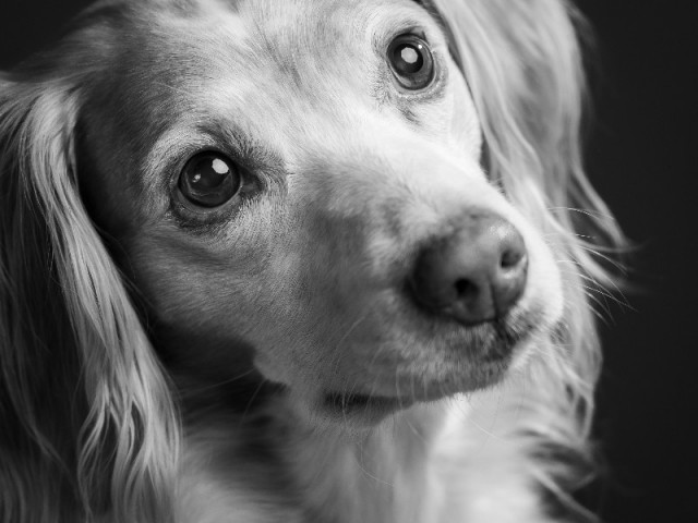 Animaux