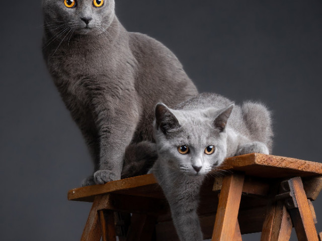 Animaux