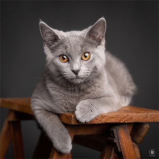 Animaux